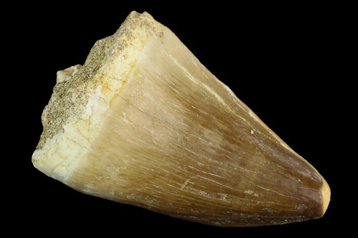 Mosasaur (Prognathodon) Tooth - Morocco #118941